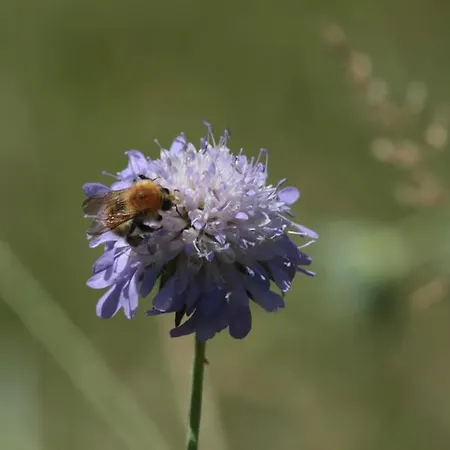 Les Collineaux Lizant